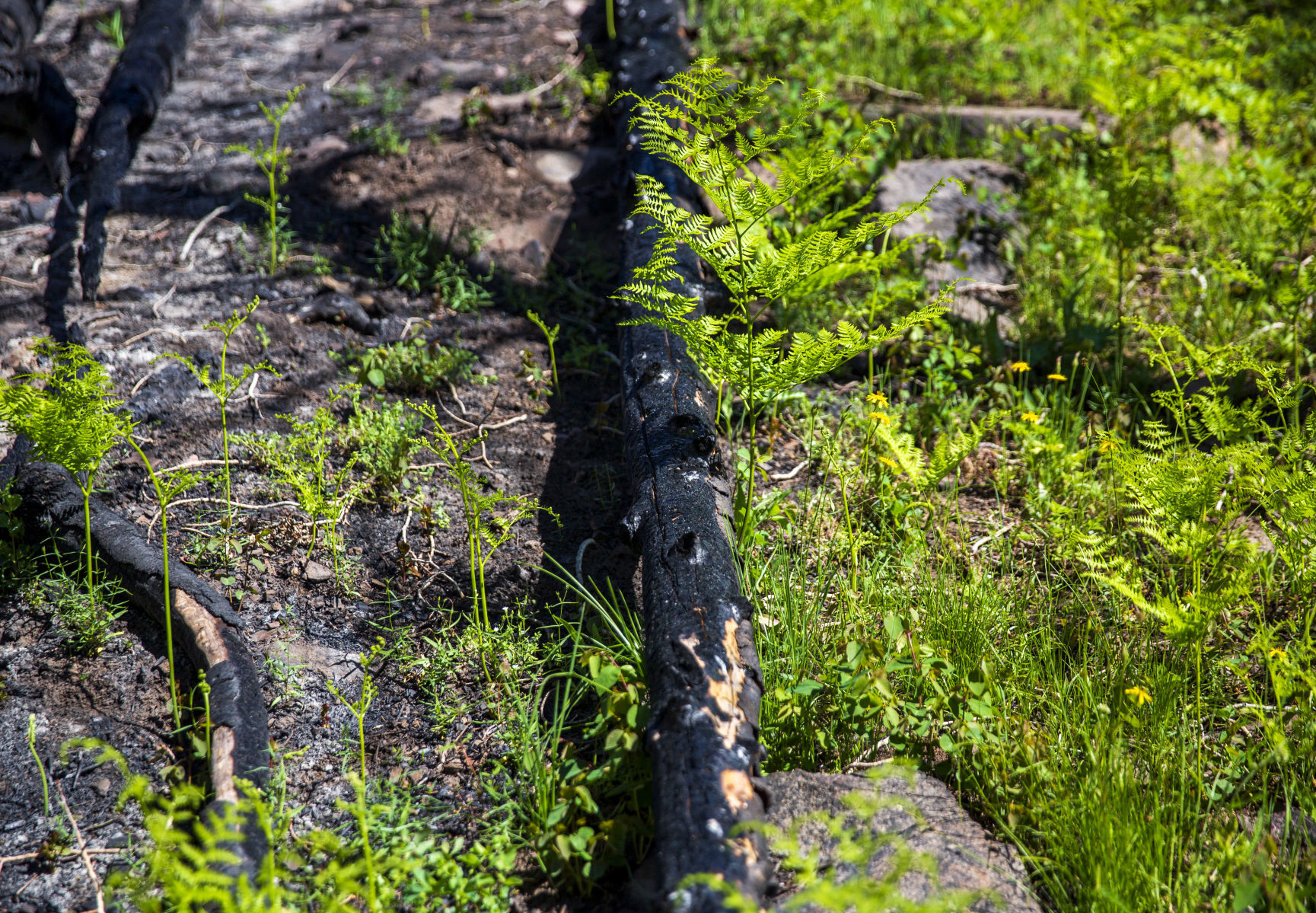 Habitat restoration